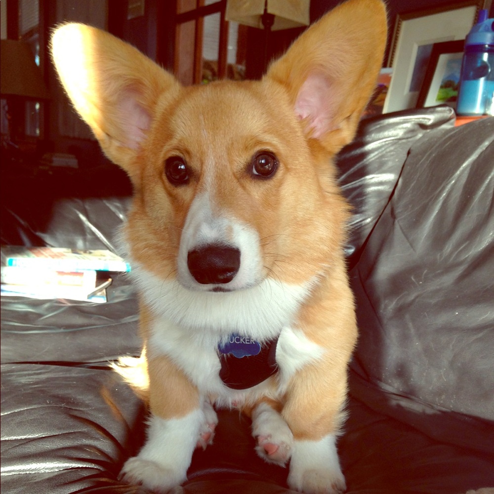 Meet Tucker!